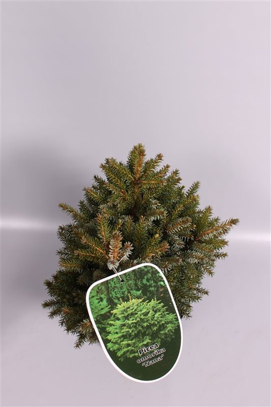 Picea omorika 'Nana' - C7,5 30/+ CM